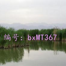 ʶ