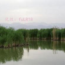 ʶ
