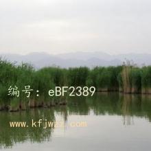 ʶ