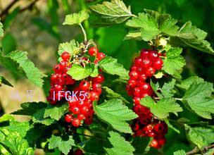 Ŀ